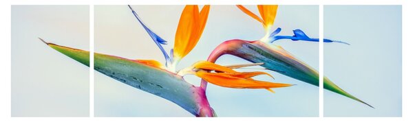 Obraz květu Strelície (170x50 cm)