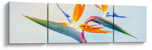 Obraz květu Strelície (170x50 cm)