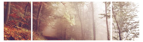 Obraz - Podzimní procházka lesem (170x50 cm)