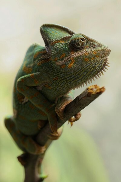 Chameleon na větvi – Jednodílný obraz, 50 × 70 cm
