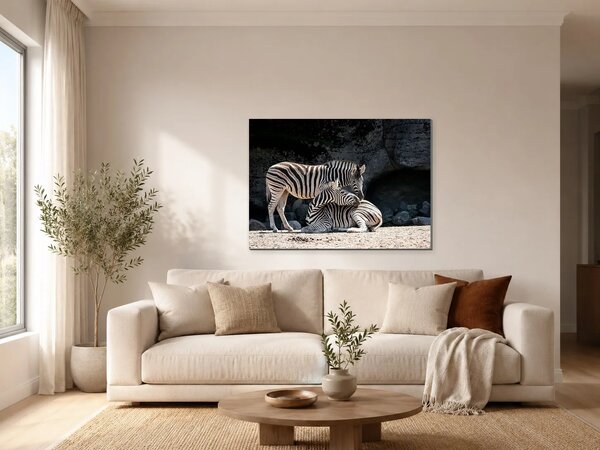 Dvě zebry ve skalnatém výběhu – Jednodílný obraz, 70 × 50 cm