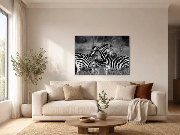 Zebry v černobílém provedení – Jednodílný obraz, 70 × 50 cm