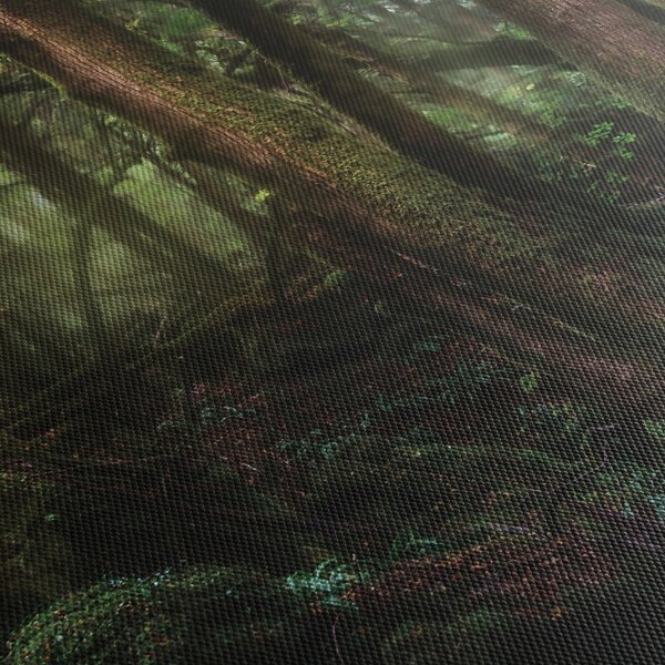 Obraz - Tajemný les (170x50 cm)
