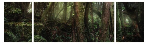 Obraz - Tajemný les (170x50 cm)
