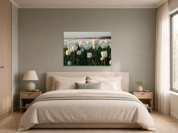 Bílé tulipány v podvečerním světle – Jednodílný obraz, 70 × 50 cm