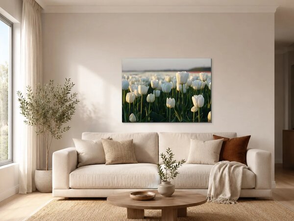 Bílé tulipány v podvečerním světle – Jednodílný obraz, 70 × 50 cm