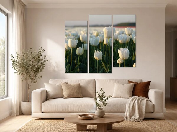 Bílé tulipány v podvečerním světle – Třídílný obraz C, 120 × 80 cm