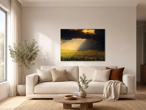 Slunečnicové pole pod dramatickou oblohou – Jednodílný obraz, 70 × 50 cm