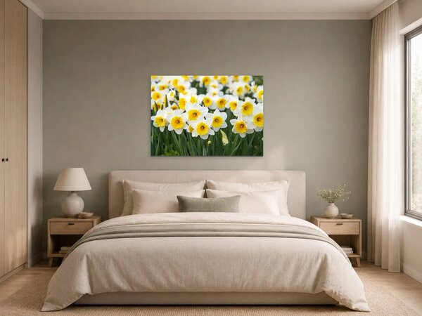 Bílé narcisy ve slunečním svitu – Jednodílný obraz, 70 × 50 cm