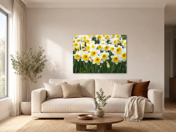 Bílé narcisy ve slunečním svitu – Jednodílný obraz, 70 × 50 cm