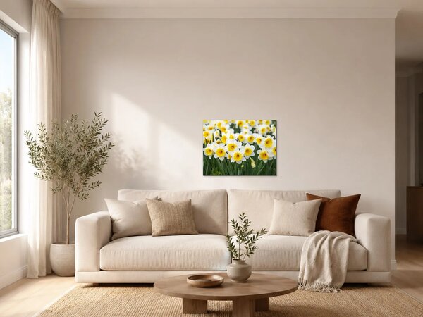 Bílé narcisy ve slunečním svitu – Jednodílný obraz, 60 × 40 cm