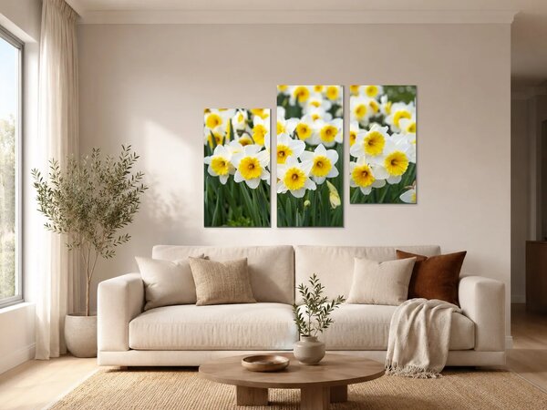 Bílé narcisy ve slunečním svitu – Třídílný obraz C, 90 × 60 cm