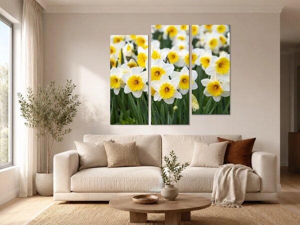 Bílé narcisy ve slunečním svitu – Třídílný obraz C, 120 × 100 cm