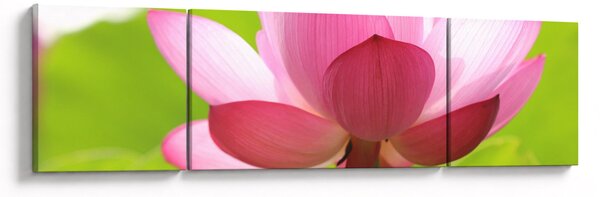 Obraz květu Lotusu (170x50 cm)