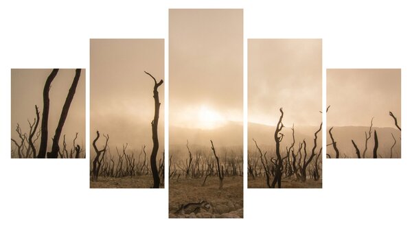 Obraz - Holé stromy (125x70 cm)