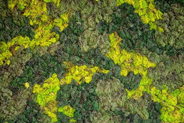 Struktura zeleného mechu – Třídílný obraz C, 90 × 60 cm