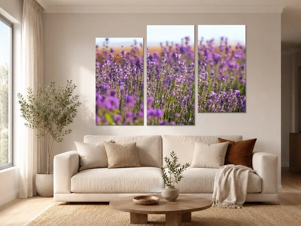 Levandulové pole v letním světle – Třídílný obraz C, 120 × 80 cm