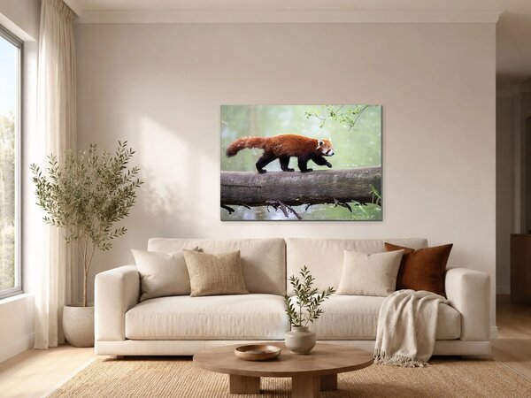 Červená panda na kmeni – Jednodílný obraz, 70 × 50 cm