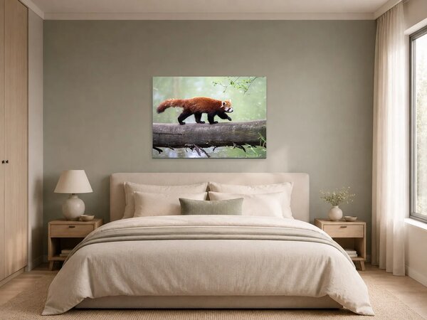 Červená panda na kmeni – Jednodílný obraz, 70 × 50 cm