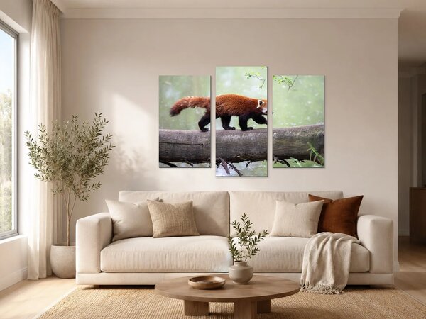 Červená panda na kmeni – Třídílný obraz B, 90 × 60 cm