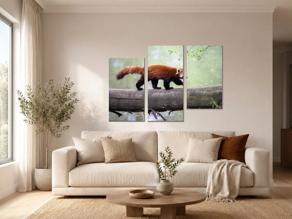 Červená panda na kmeni – Třídílný obraz C, 90 × 60 cm