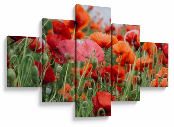 Obraz z pole vlčích máků (125x70 cm)