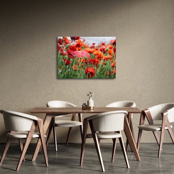 Obraz z pole vlčích máků (70x50 cm)