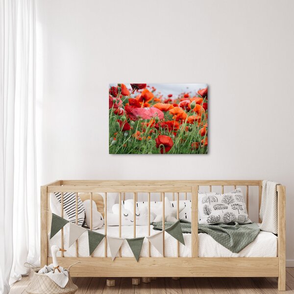 Obraz z pole vlčích máků (70x50 cm)