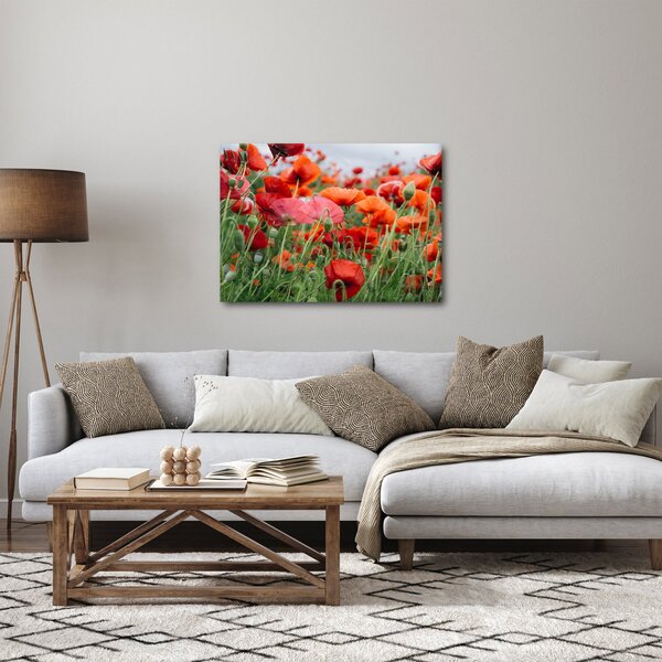 Obraz z pole vlčích máků (70x50 cm)