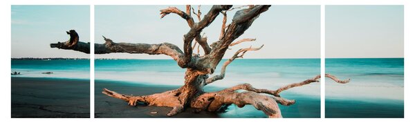 Obraz - Vyplaveno na pláži (170x50 cm)