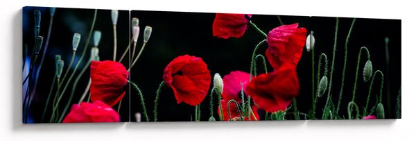 Obraz - Tanec vlčích máků (170x50 cm)