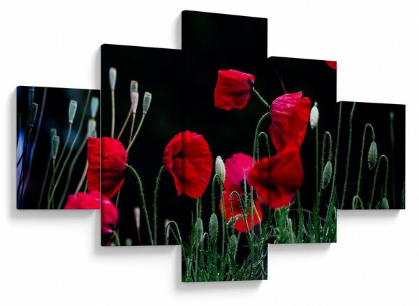 Obraz - Tanec vlčích máků (125x70 cm)