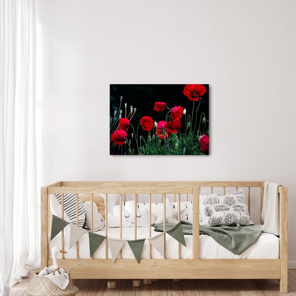 Obraz - Tanec vlčích máků (70x50 cm)