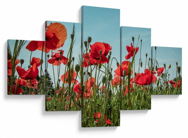 Obraz - Na poli vlčích máků (125x70 cm)
