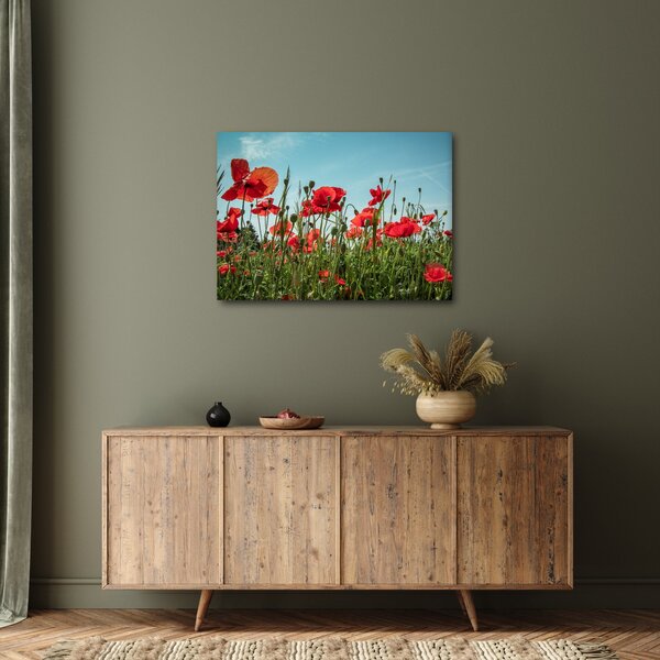 Obraz - Na poli vlčích máků (70x50 cm)