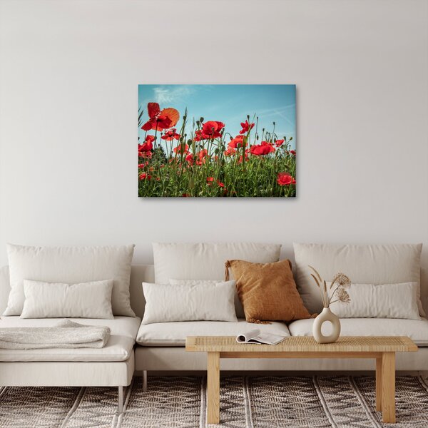 Obraz - Na poli vlčích máků (70x50 cm)