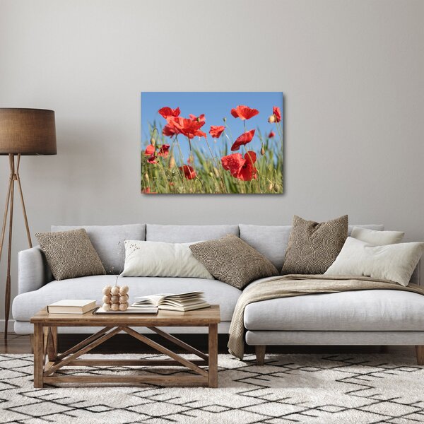 Obraz - Vlčí máky (70x50 cm)
