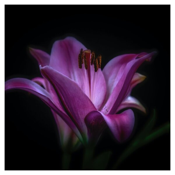 Obraz lilie (30x30 cm)