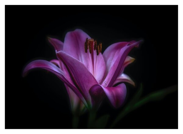 Obraz lilie (70x50 cm)