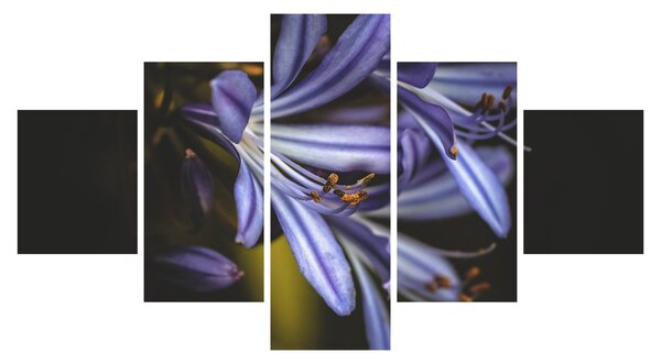 Obraz - Lila (125x70 cm)