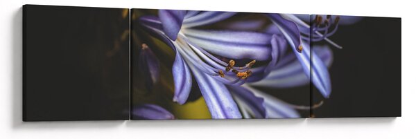 Obraz - Lila (170x50 cm)
