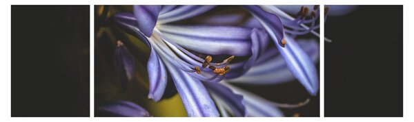 Obraz - Lila (170x50 cm)