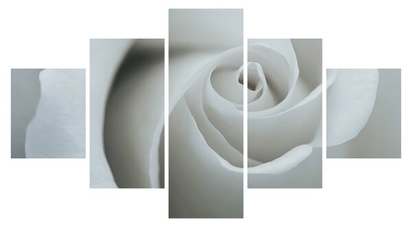 Obraz - Bílá růže (125x70 cm)