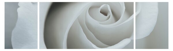 Obraz - Bílá růže (170x50 cm)