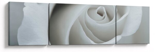 Obraz - Bílá růže (170x50 cm)