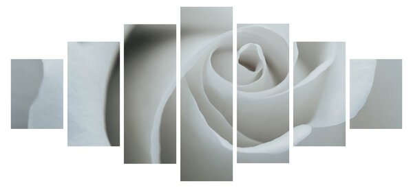 Obraz - Bílá růže (210x100 cm)