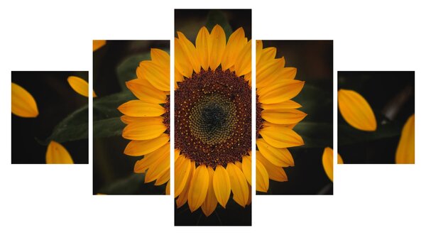 Obraz - Slunečnice a lístky květů (125x70 cm)