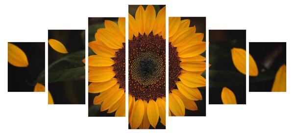 Obraz - Slunečnice a lístky květů (210x100 cm)