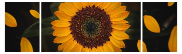 Obraz - Slunečnice a lístky květů (170x50 cm)