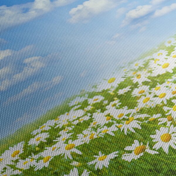 Obraz rozkvetlé louky s kopretinami (125x70 cm)